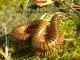 Telodeinopus aoutii - medium size,