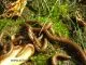 Telodeinopus aoutii - medium size,