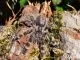 Poecilotheria regalis -KL ca. 1,5 cm