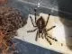 Poecilotheria regalis -KL ca. 1,5 cm