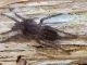 Heterothele villosella - 2. FH,