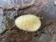 Blaptica dubia "IVORY"