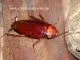Periplaneta brunnea - ca. 40 Stück all size