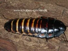 Princisia vanwaerebeki - 10 Stück mixed