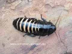 Princisia vanwaerebeki "Black&White" - 10 Stück mixed