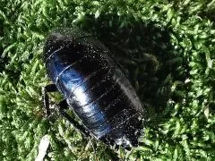 Pseudoderopeltis spec. " South Africa" - 10 Stück mixed