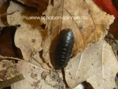 Pseudoglomeris tarsalis - 10 Stück mixed