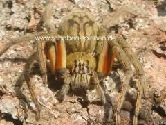 Cupiennius coccineus - 3. - 4. FH