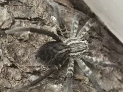 Cupiennius salei - 4.- 5.FH