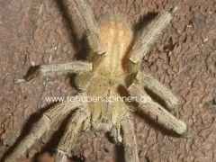 Phoneutria fera (depilata) - 3.- 4. FH