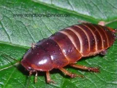 Pycnoscelus femapterus - ca. 80 Stück all size