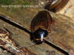 Pycnoscelus indicus - ca. 100 Stück all size