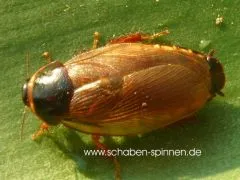 Pycnoscelus spec. " Malaysia" - ca. 80 Stück all size