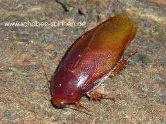 Pycnoscelus striatus - ca.80 Stück all size