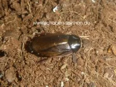 Pycnoscelus surinamensis - 80 Stück all size