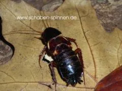 Shelfordella lateralis - ca. 50 Stück´mix