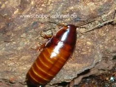 Paraplecta minutissima - 50 Stück all size