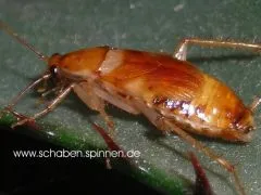 Supella longipalpa - 50 Stück all size