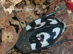 Therea olegrandjeani - 10 Stück mixed