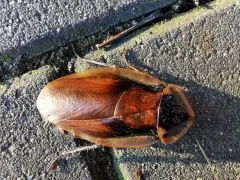 Blaberus atropus " Florida " - 15 Stück mixed