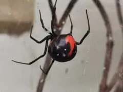 Latrodectus menavodi, - 2.- 3.FH