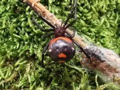 Latrodectus menavodi 0.1 - subadult