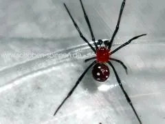 Latrodectus menavodi 1.0 subadult/adult