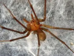 Loxosceles laeta 1.0 - subadult / adult