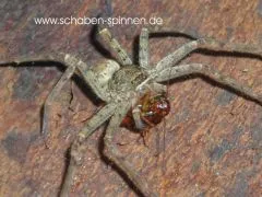Heteropoda venatoria - 2.-3. FH