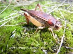 Teleogryllus mitratus - 10 Stück mixed