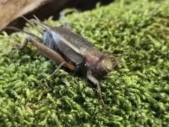 Teleogryllus derelictus - 10 Stück mixed