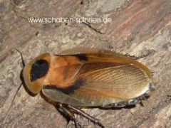 Blaberus atropus " Trinidad " - 15 Stück mixed