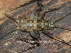 Phaeophilacris bredoides - 10 Stück mixed