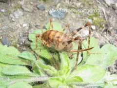 Diestrammena asynamora - 10 Stück mixed