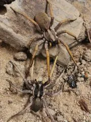 Hogna maderiana - 4.- 5.FH