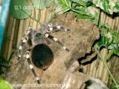 Acanthoscurria geniculata - ca. 4-5 cm