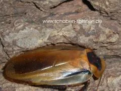 Blaberus boliviensis - 15 Stück mixed