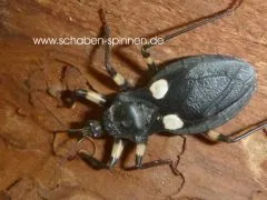 Platymeris biguttata " Ghost - 5 Stück mixed