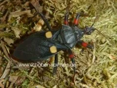 Platymeris guttatipennis - 5 Stück mixed