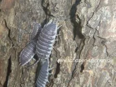 Porcellio hoffmannseggi - 10 Stück mixed