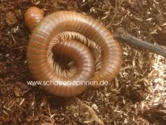 Spirostreptus spec. Tanzania - ca. 5 -7cm