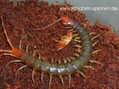 Rhysida longipes - NZ, 4 - 6 cm