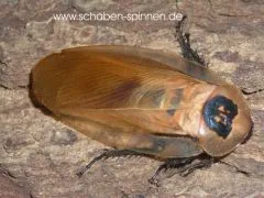 Blaberus colosseus - 10 Stück mixed