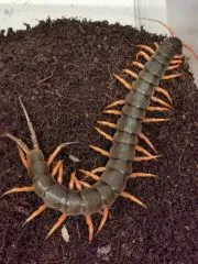 Scolopendra dehaani " Red Leg" - ca. 15 -20 cm
