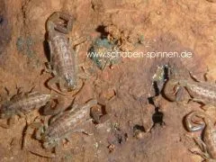 Centruroides barbudensis - Instar 3 - 4