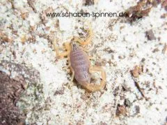 Hottentotta flavidulus - Instar 3