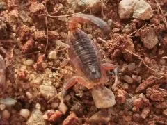 Hottentotta caboverdensis - Instar 3-4