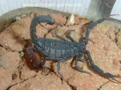 Hottentotta gentili - Instar 3