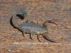 Hottentotta hottentotta - Instar 3