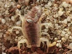 Parabuthus schlechteri - Instar 3